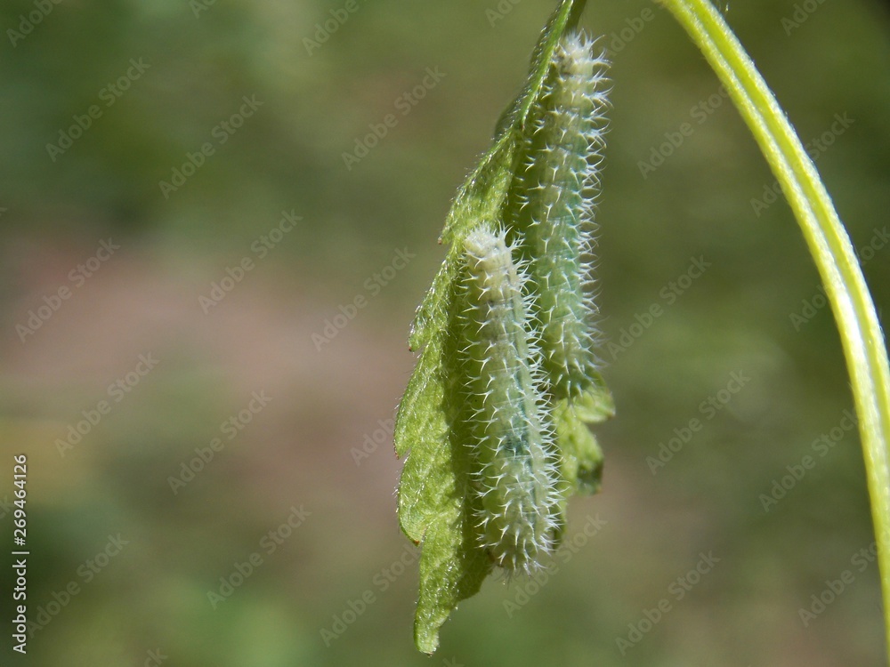 two green caterpillars on the list two green caterpillars on the list