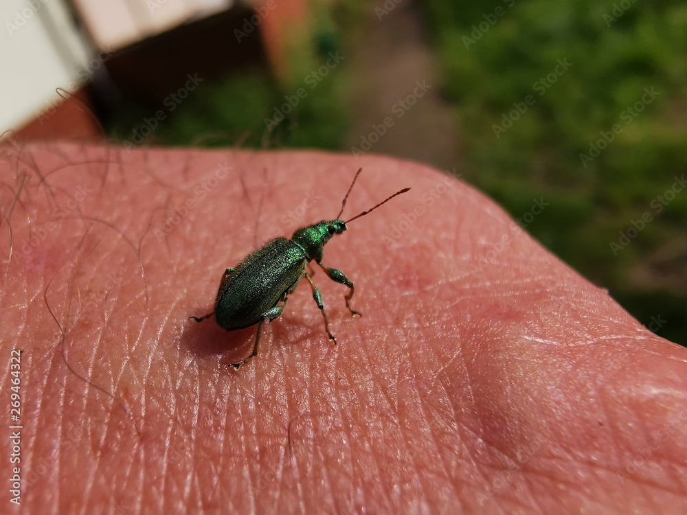 Beetle Beetle