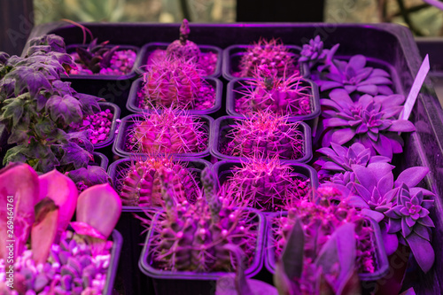 Fototapet Growing succulents under LED grow light.