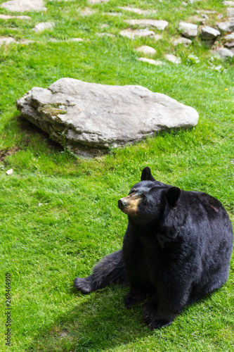 Attentive black bear in the natural habitat on Grandfather Mountain in North Carolina