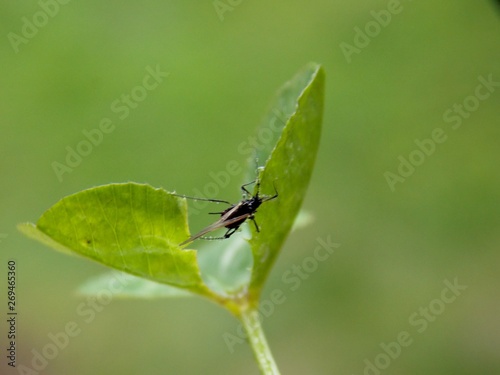 a little black beetle on the clover list