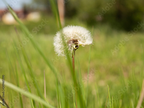 white ripe dandelion stands on a background of green grass .blurred background