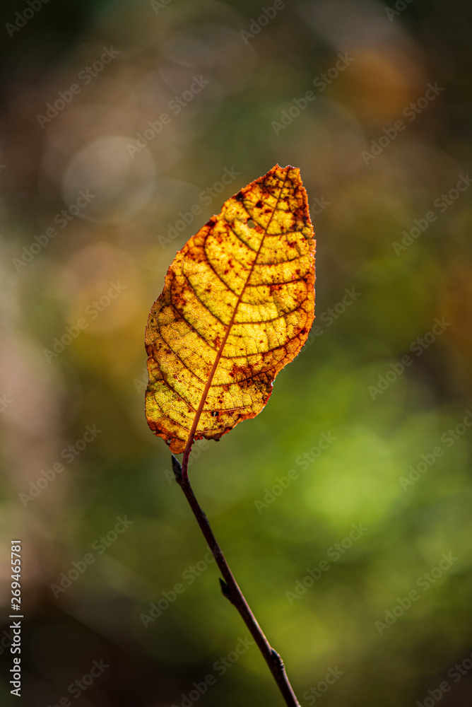 colorful tree leaves in sunny autumn in nature