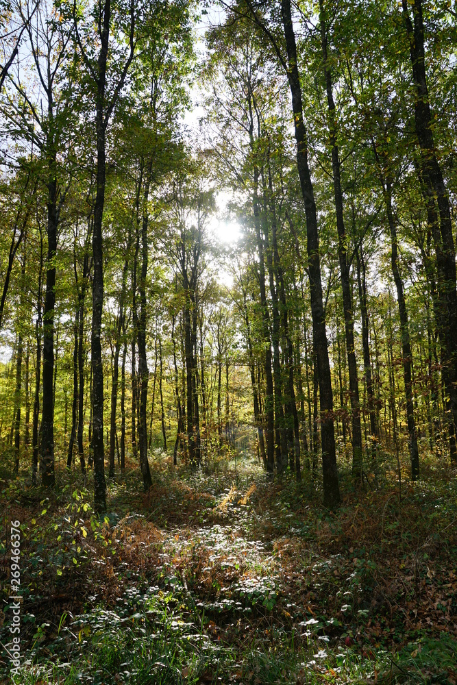 Forêt Domaniale de Vouillé-Saint-Hilaire Forêt Domaniale de Vouillé-Saint-Hilaire