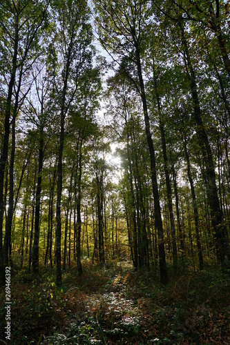 Forêt Domaniale de Vouillé-Saint-Hilaire © JC DRAPIER