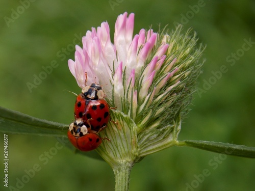Ladybug on a flower clover