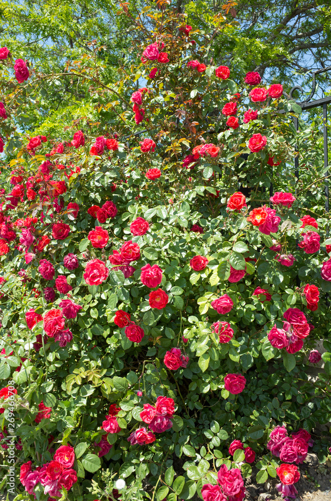Flowering bush red roses.