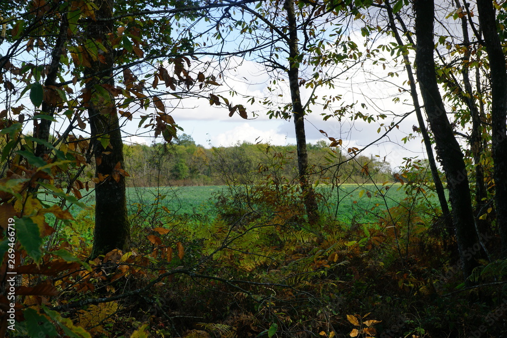 Naklejka premium Champ au milieu de la Forêt Domaniale de Vouillé-Saint-Hilaire
