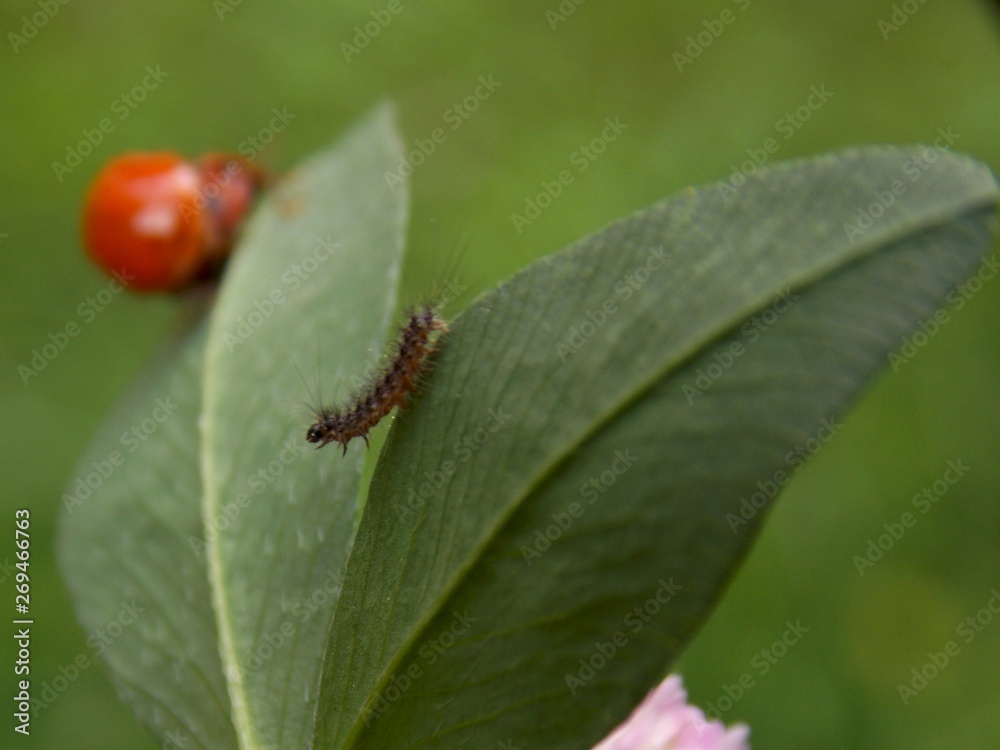 A little caterpillar on the list A little caterpillar on the list