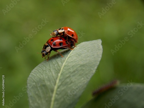 Two ladybug on the list in love © oljasimovic