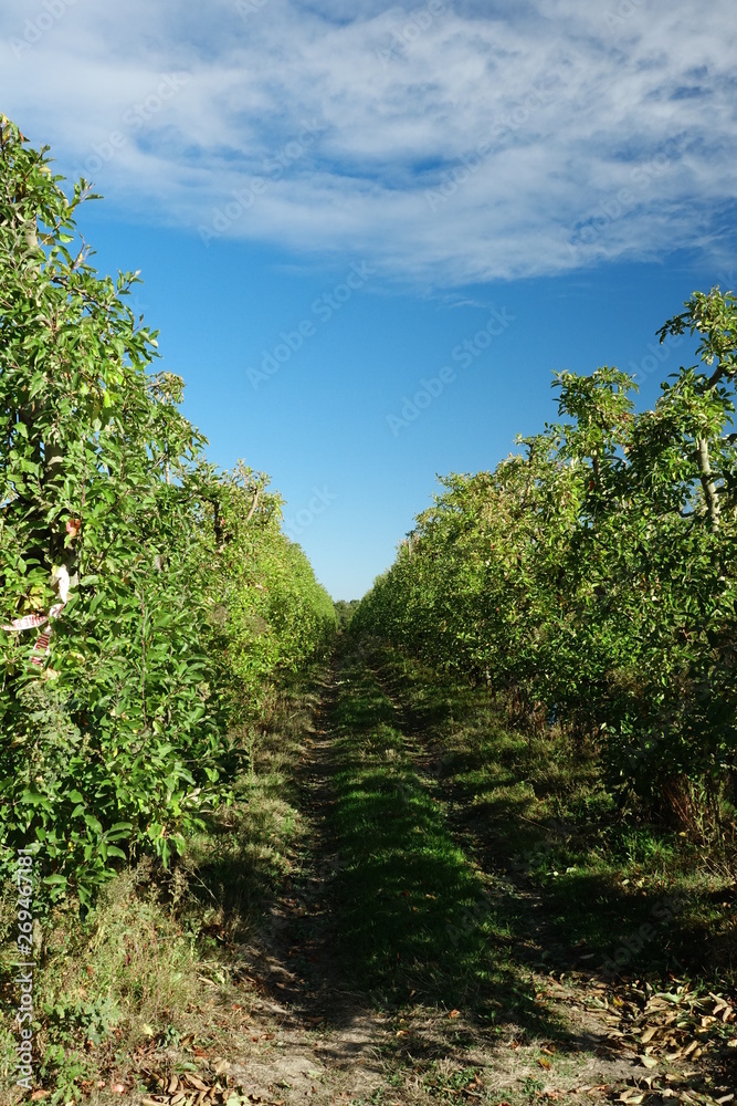 Fototapeta premium Plantation dans un verger