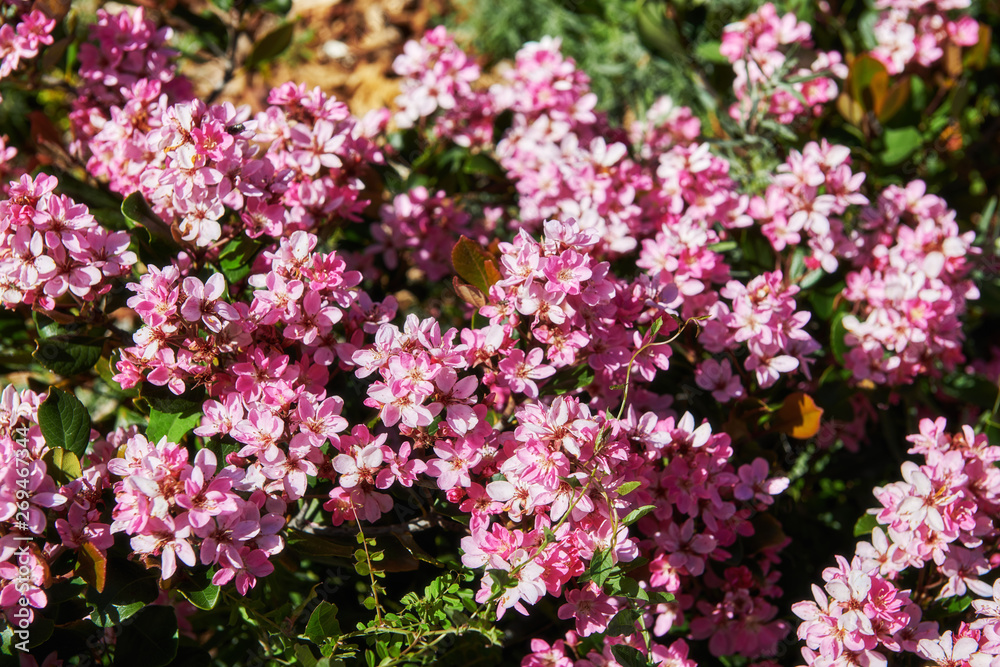 Rhaphiolepis indica with pink flowers Rhaphiolepis indica with pink flowers