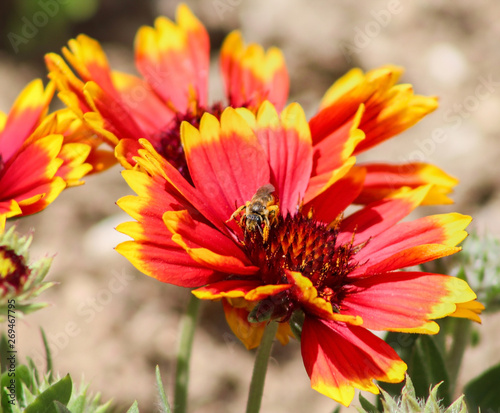 Bee posing on a beautiful flower 