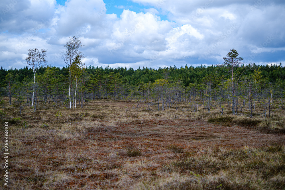 swamp landscape in spring with small pine trees