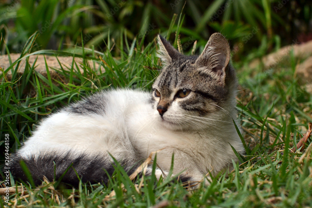 cute litle kitten lying on the grass looking cute litle kitten lying on the grass looking
