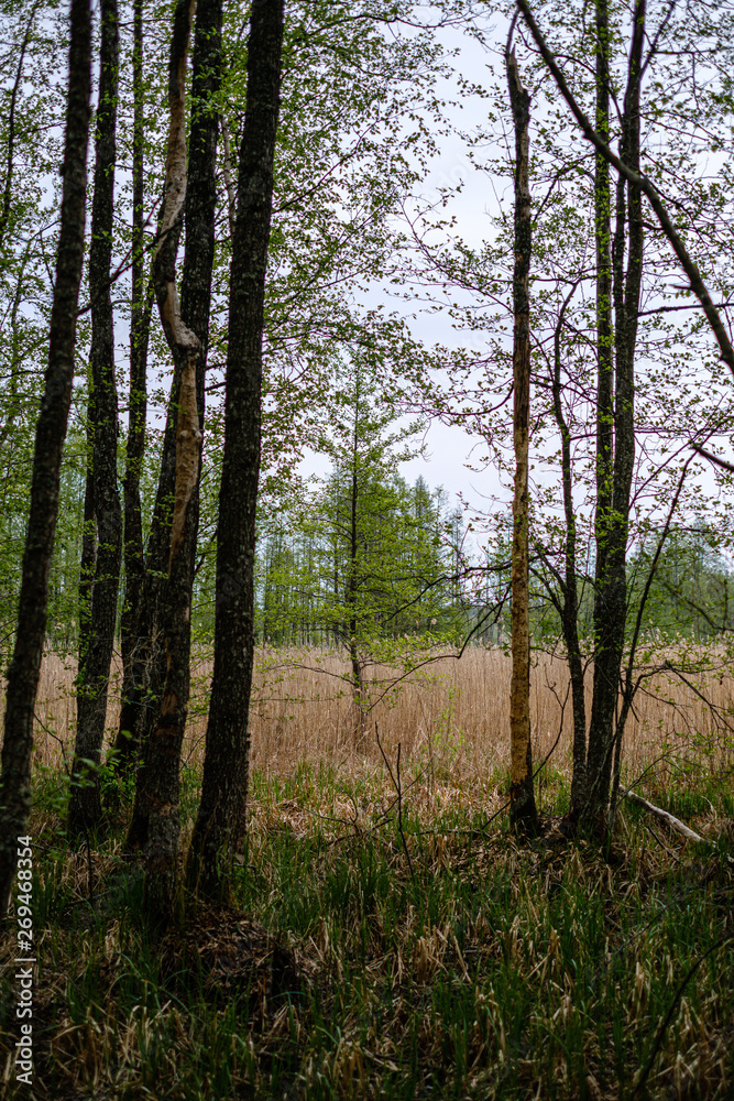 fresh green forest in spring with trees