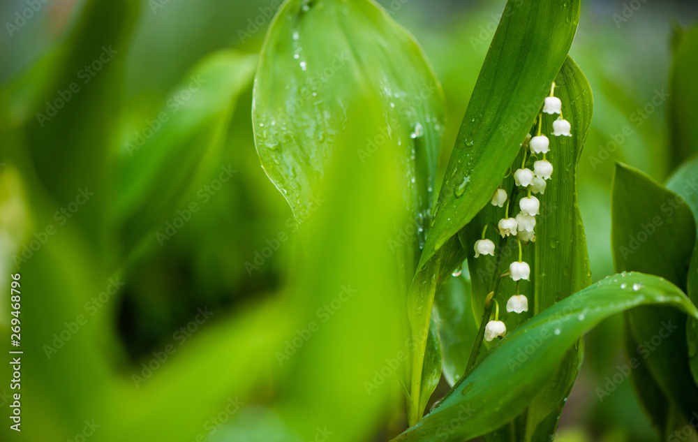 Fototapeta premium lily of the valley flowers covered with leafs from rain