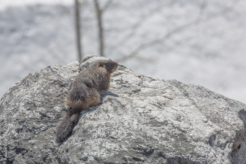 Obraz premium A marmont fresh from hibernation looks for food on Cascade Canyon Trail in Grand Teton National Park, Wyoming. Taken during the afternoon in mid-May.