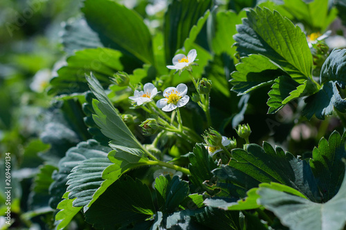 strawberry blooms in the garden, white strawberry flowers on a background of green leaves