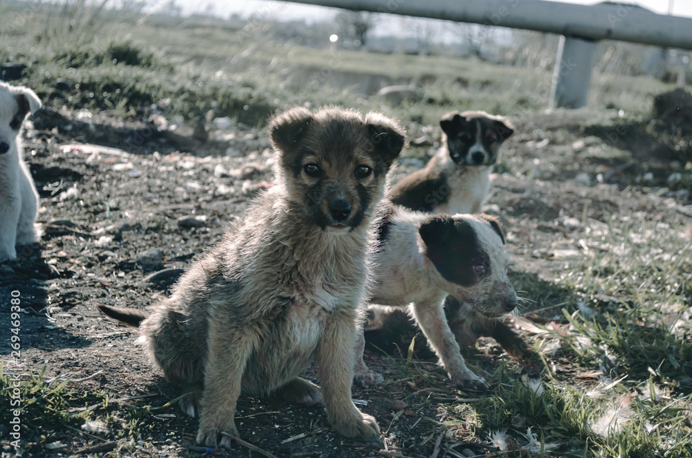 Little puppies sitting and looking poor Little puppies sitting and looking poor