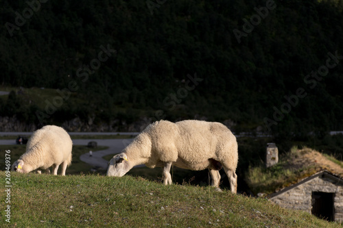 Sheep on a pasture, in Norway