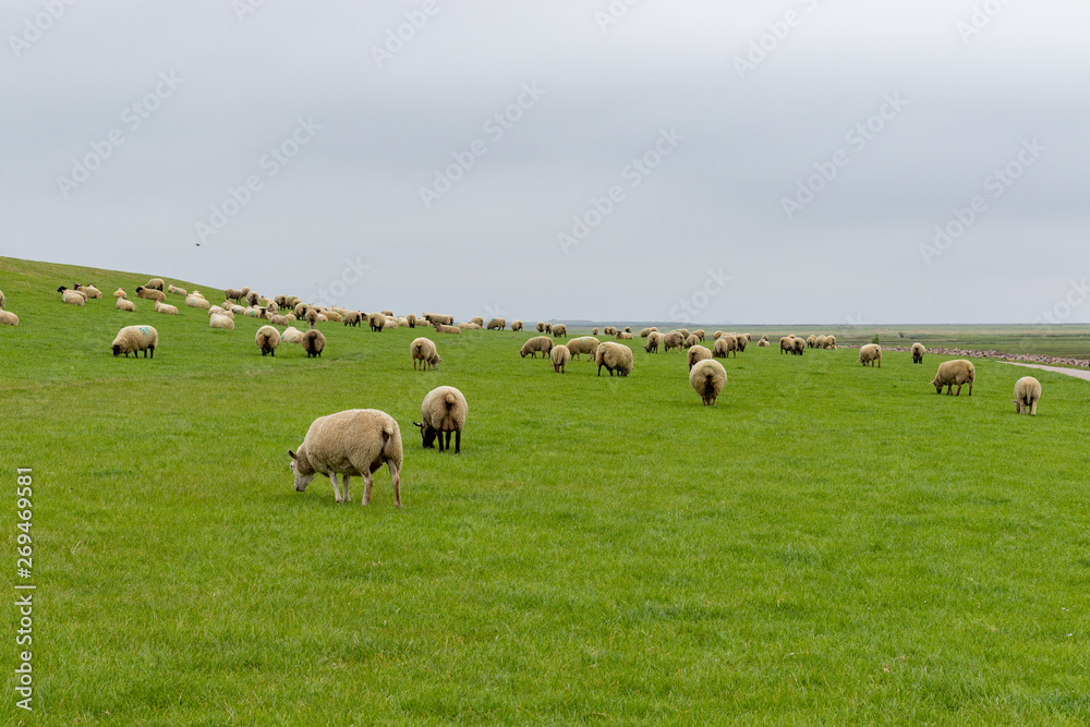 big herd of white sheep on a dike with green grass at the north sea 