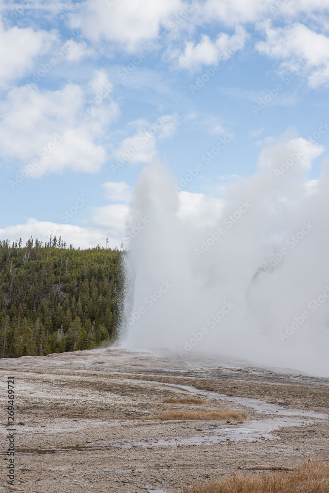 Old Faithful during eruption on a mid-May afternoon in Yellowstone National Park, Wyoming.