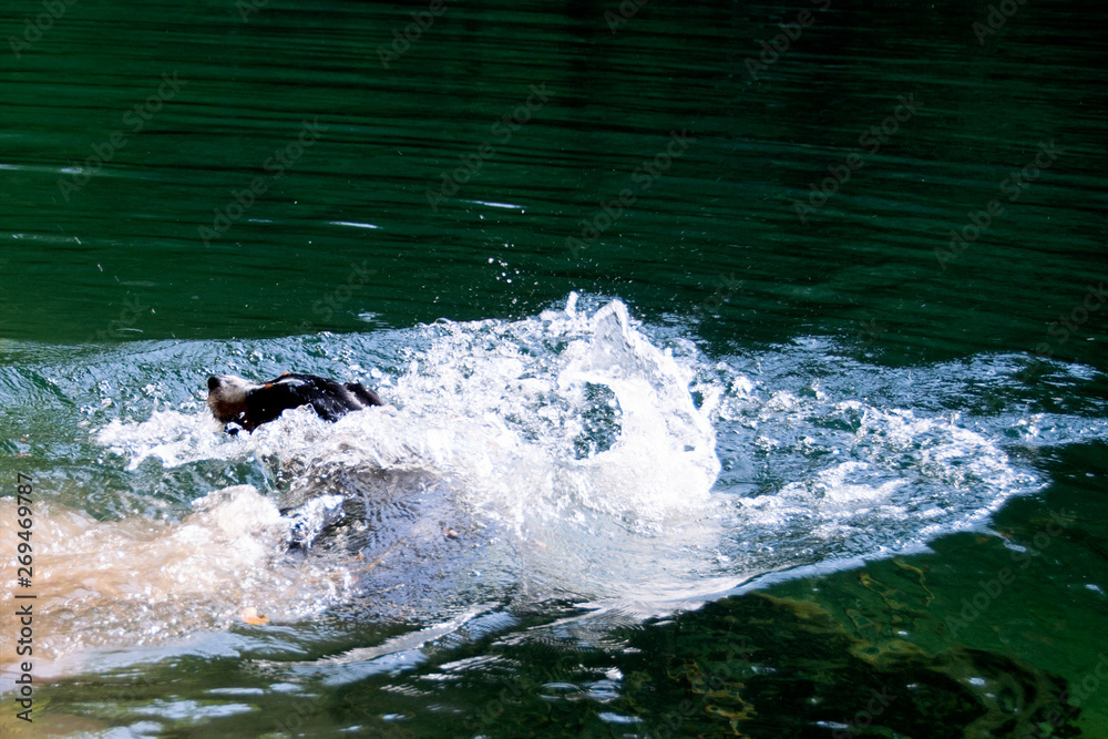 Fototapeta premium Appenzell swiss mountain dog on the river.