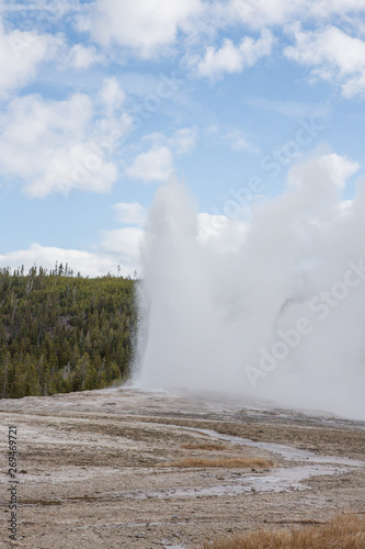 Old Faithful during eruption on a mid-May afternoon in Yellowstone National Park, Wyoming.