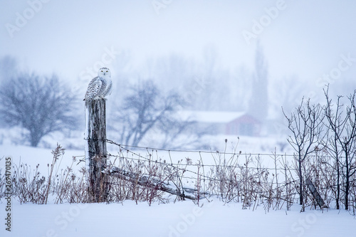 Snowy Owl