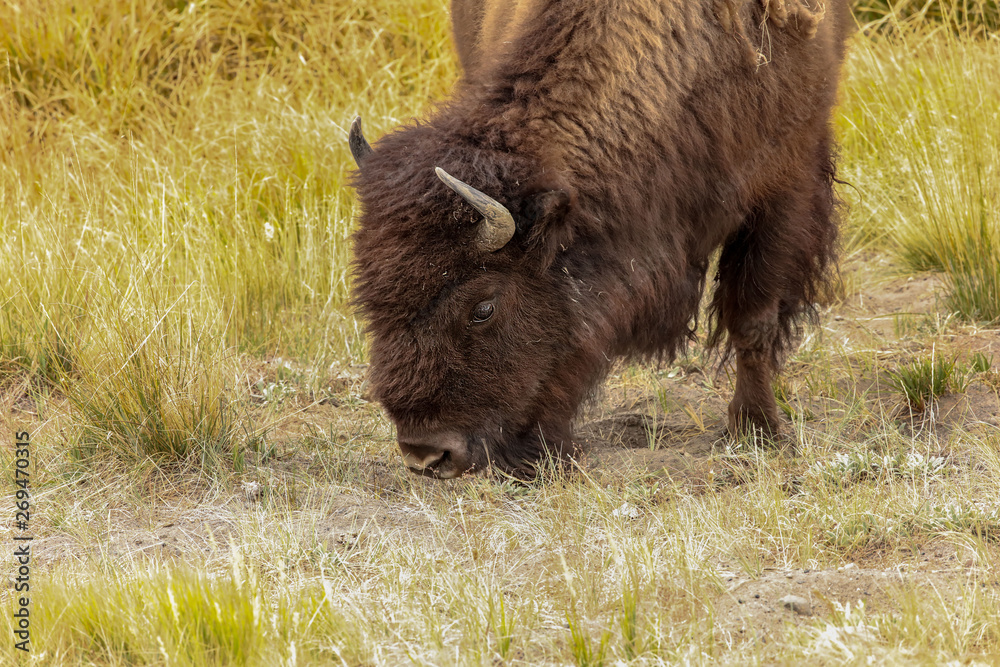 American bison (Bison bison) in Yellowstone national state park .Nature scene from Wyoming. American bison (Bison bison) in Yellowstone national state park .Nature scene from Wyoming.