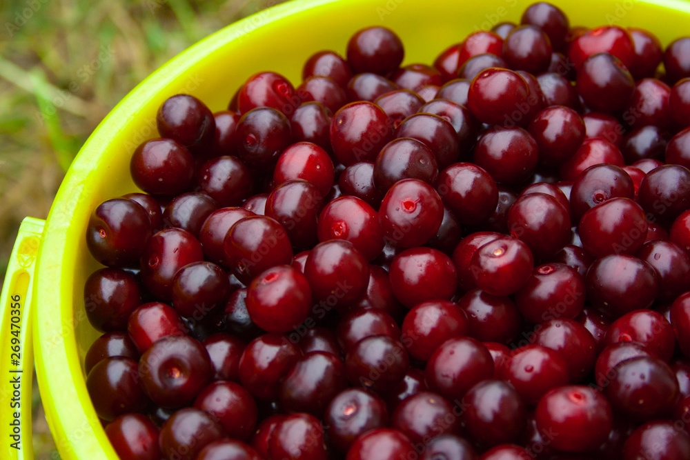 Heap of fresh red cherry with water drops in yellow plastic bucket. pile of ripe cherries background close up Heap of fresh red cherry with water drops in yellow plastic bucket. pile of ripe cherries background close up