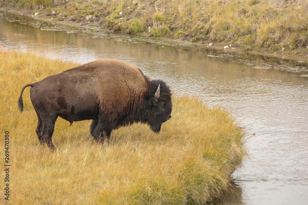American bison (Bison bison) in Yellowstone national state park .Nature scene from Wyoming.
