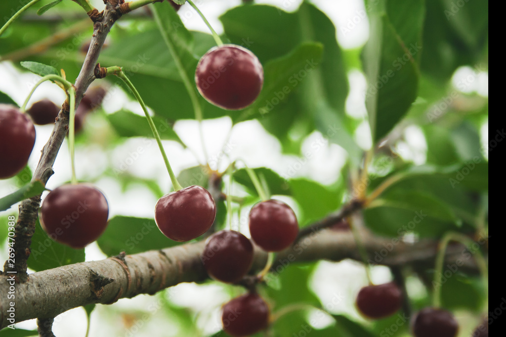 Red cherries with drops of rain on branch. Ripe berries hanging on cherry tree branch macro. Close up ripe red cherry after rain in garden. Red cherries with drops of rain on branch. Ripe berries hanging on cherry tree branch macro. Close up ripe red cherry after rain in garden.