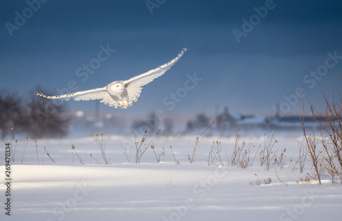 Snowy Owl