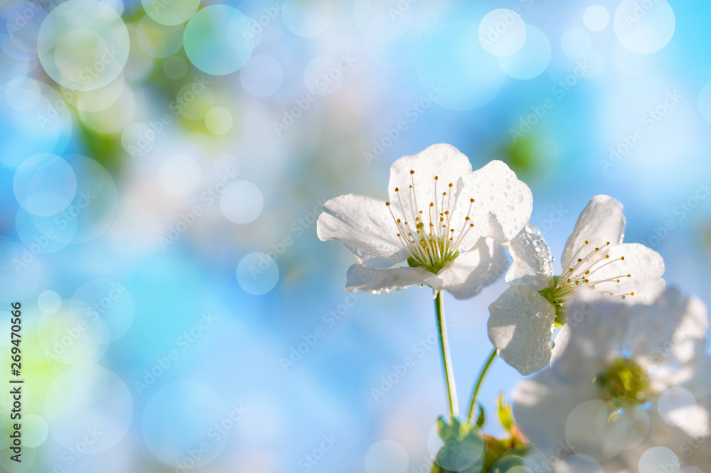 Beautiful white spring cherry flowers on a blurred blue background