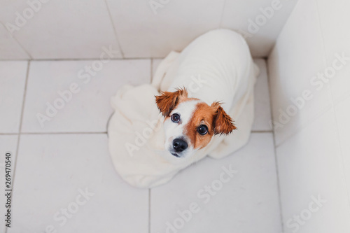 cute lovely small dog wet in bathtub. Young woman owner getting her dog dried at home. white background © Eva