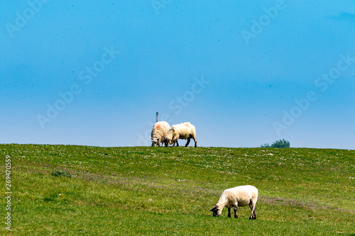 Small herd with three white sheeps eating green grass on a dike under blue sky at the north sea