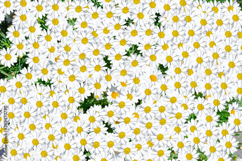 Lovely blossom daisy flowers background group of chamomile flower heads, cute white design