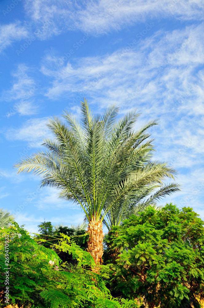 Palmen am blauem Himmel