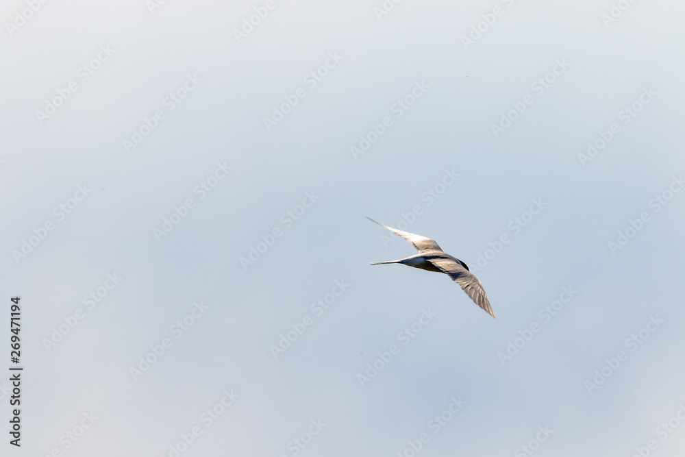 Single bird flying over the sea behind a boat on the north sea in summer Single bird flying over the sea behind a boat on the north sea in summer