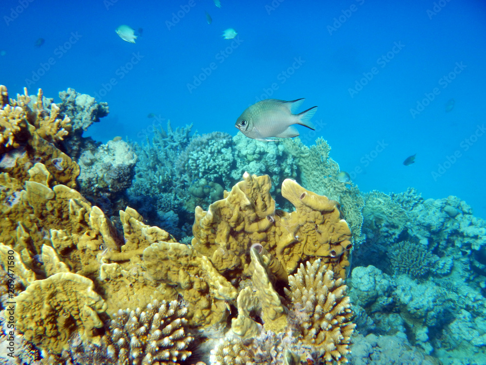 Fototapeta premium Korallenriff mit bunten Fischen