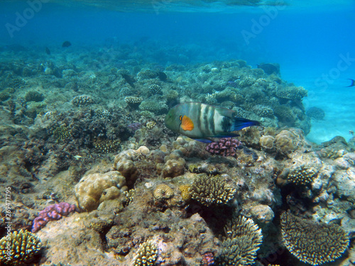 Korallenriff mit Papageifisch