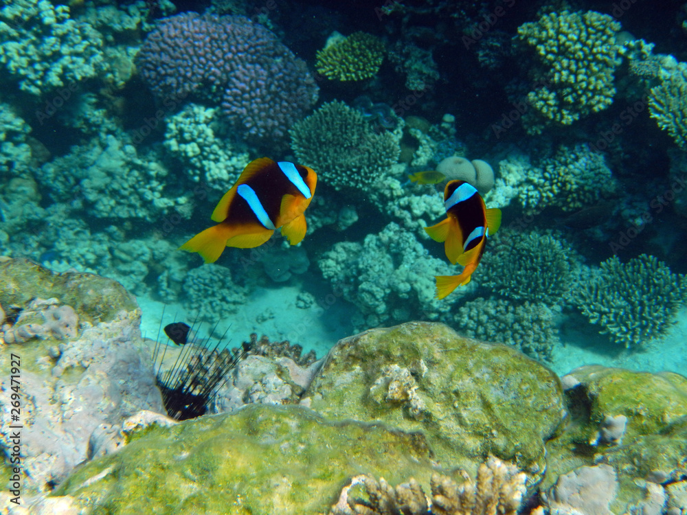Clownfisch im Roten Meer Clownfisch im Roten Meer