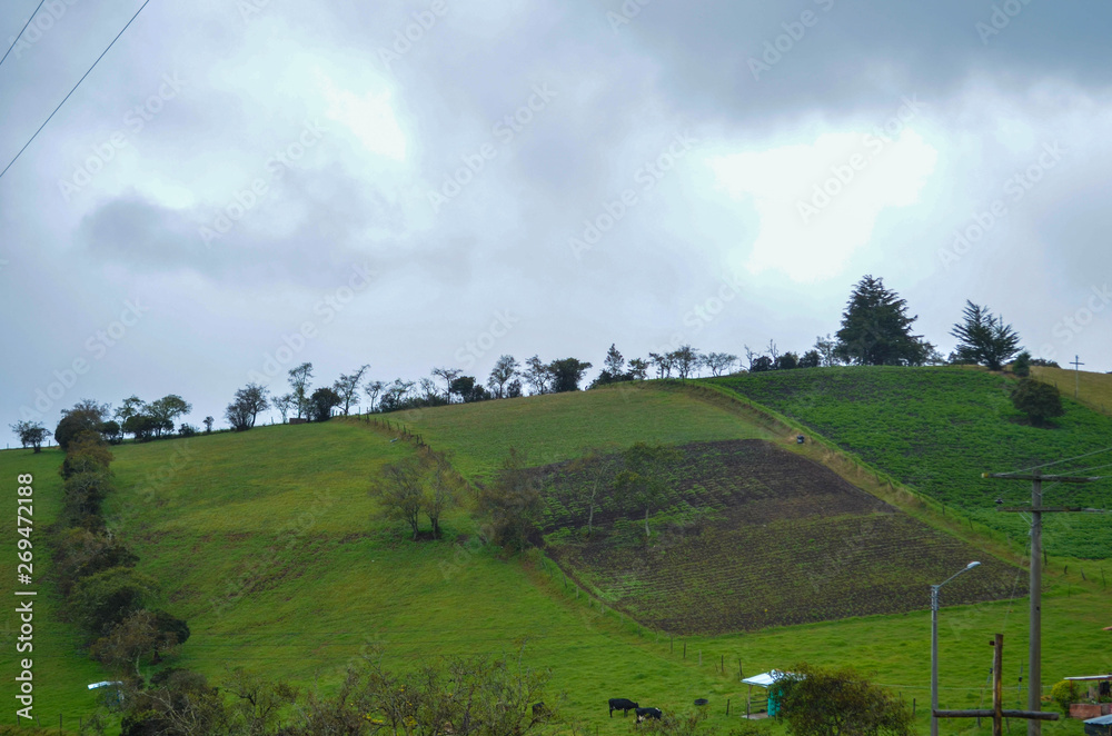 Obraz premium Campo 1