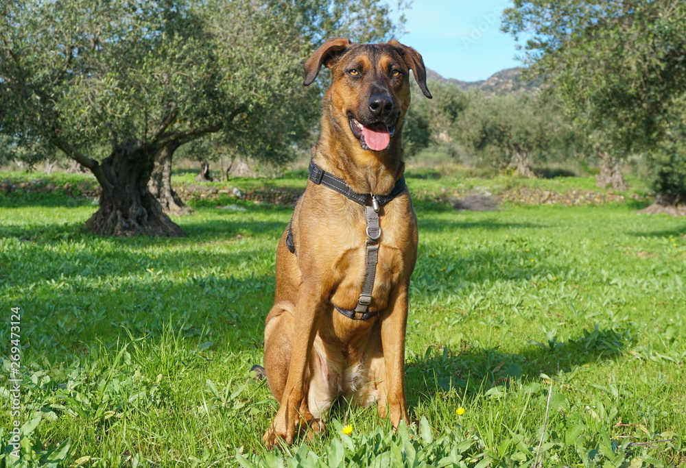 Proud dog sitting in the grass in a field of olive trees, Malinois Labrador mixed-breed dog, Spain
