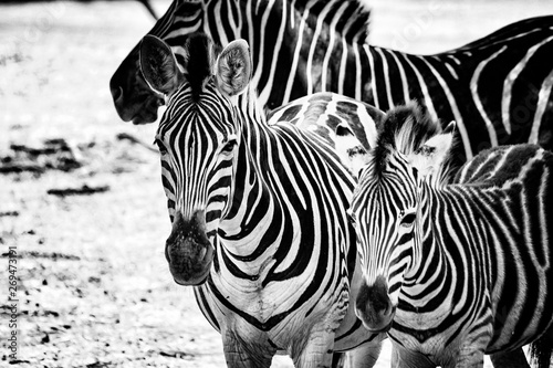 Black and white photo of zebras in Bandia resererve  Senegal. It is wildlife animals photography in Africa. There is mother and her zebras baby.