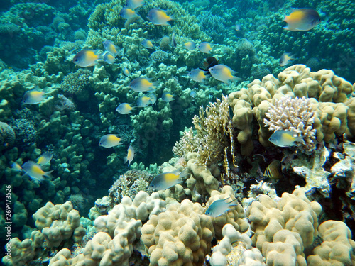 Korallenriff mit bunten Fischen