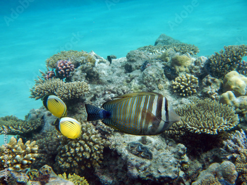 Korallenriff mit bunten Fischen © E-Delict