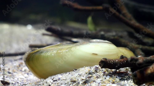 painter's mussel, Unio pictorum, a species of medium-sized freshwater mussel, aquatic bivalve mollusk, river mussel, closeup view in freshwater temperate river biotope aquarium photo